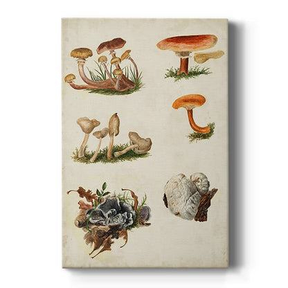 Mushroom Species X - Canvas Art Print
