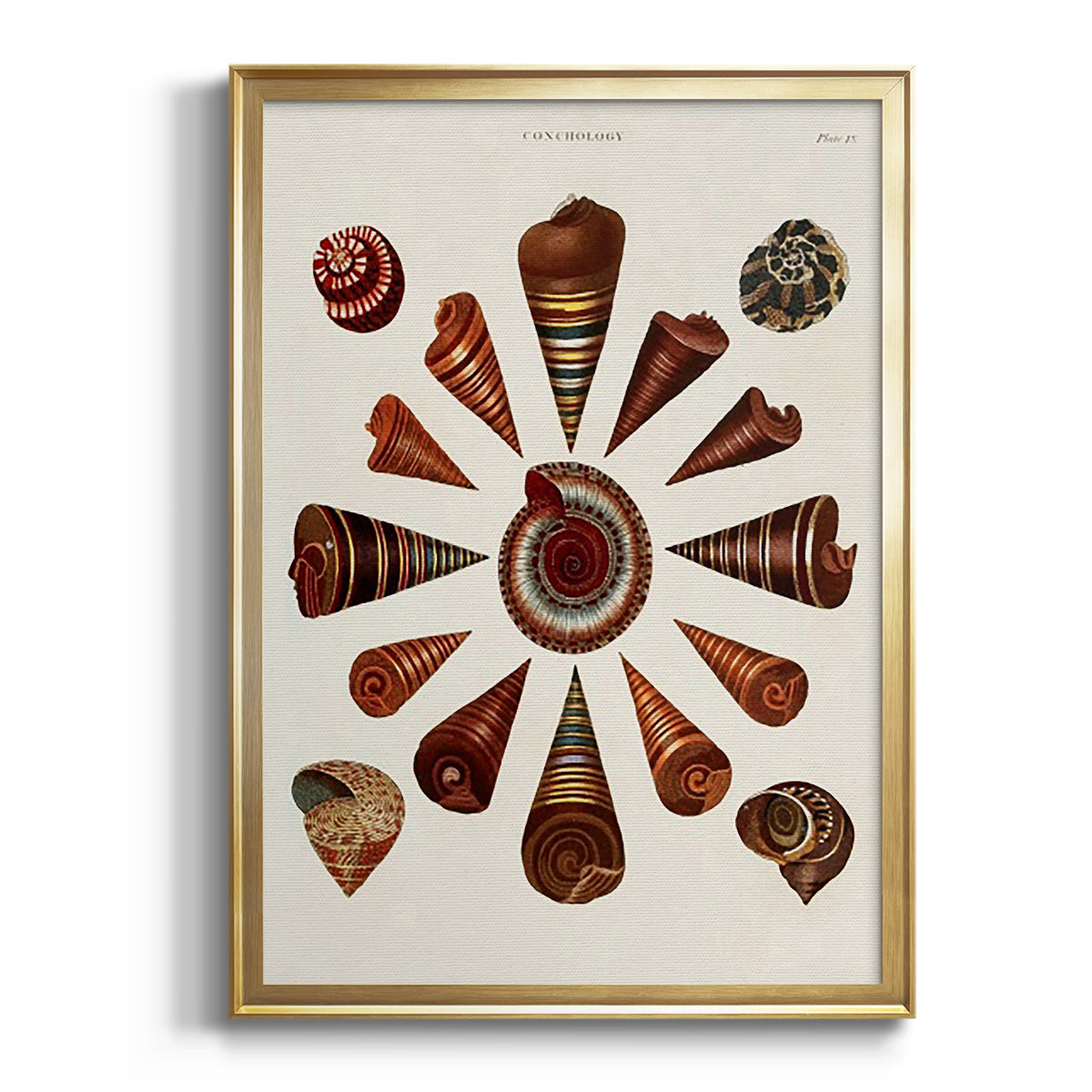 Spiral Shell Formation IV - Modern Framed Canvas Print
