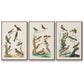 Antique Birds in Nature I - Floater Framed Canvas Set