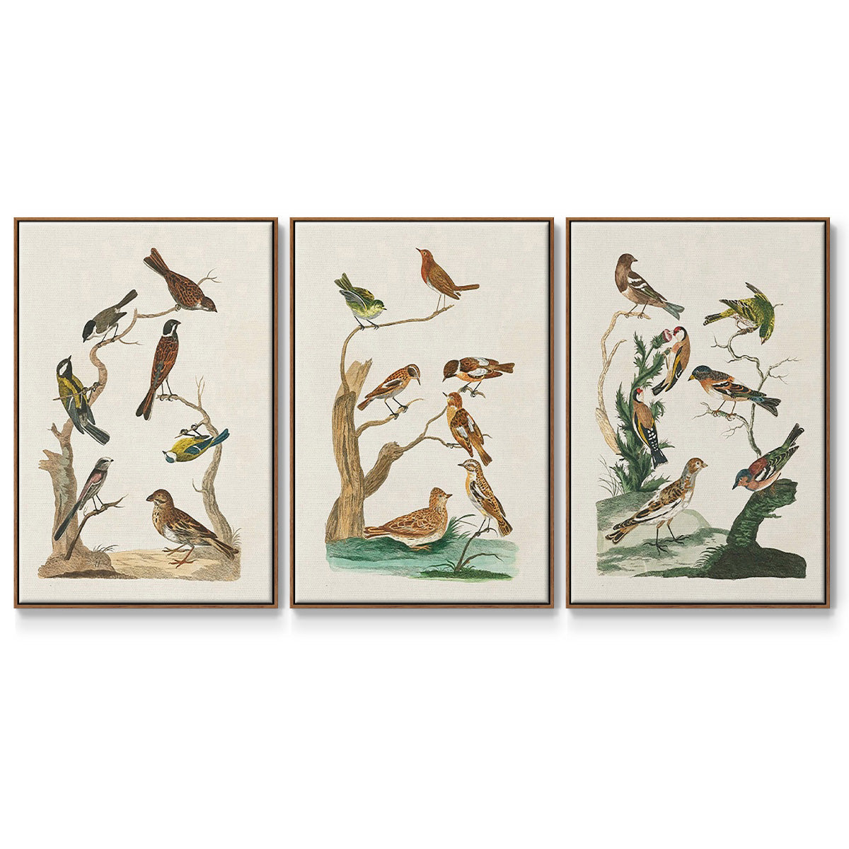 Antique Birds in Nature I - Floater Framed Canvas Set