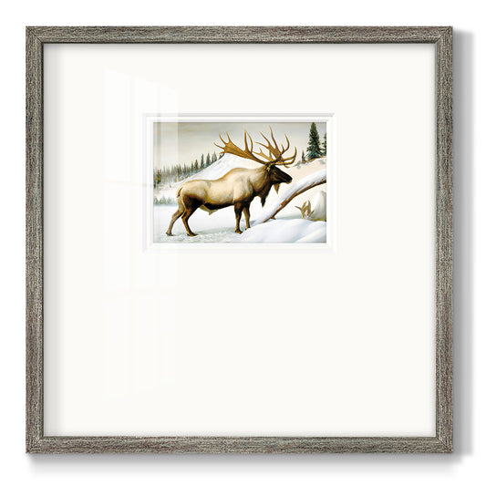 Snow Elk - Double Matboard Framed Print