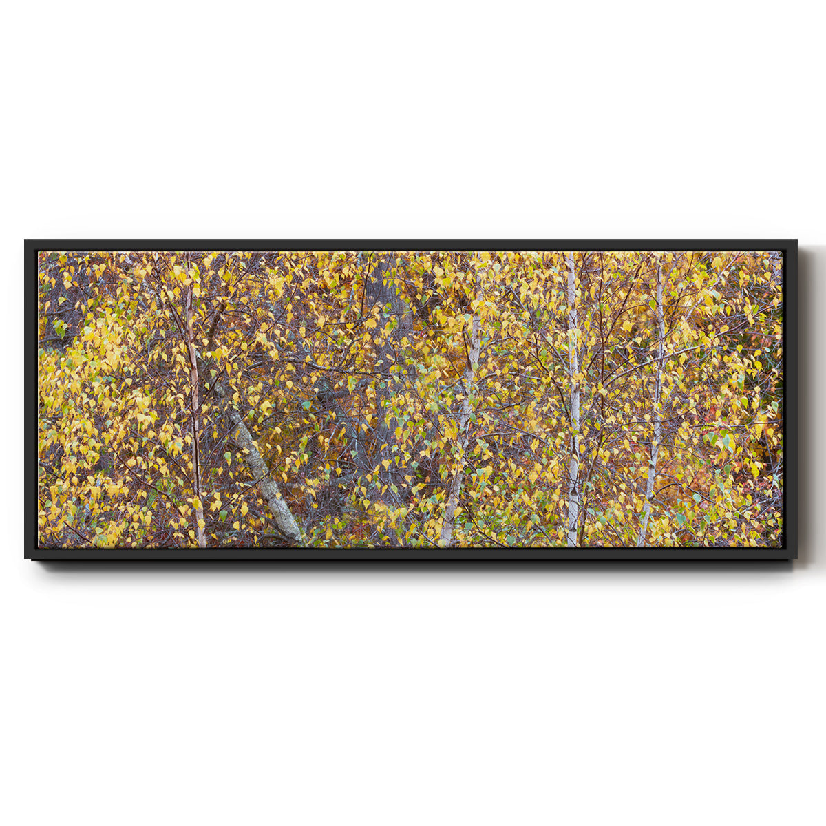 Tree Panorama III - Floater Framed Canvas Print