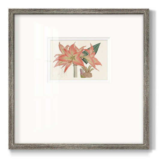 Amaryllis Varietals III Premium Framed Print Double Matboard