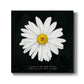 Delicate Daisy I - Canvas Art Print