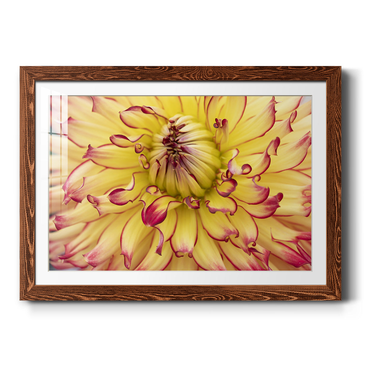 Blooms II - Barnwood Framed Art Print