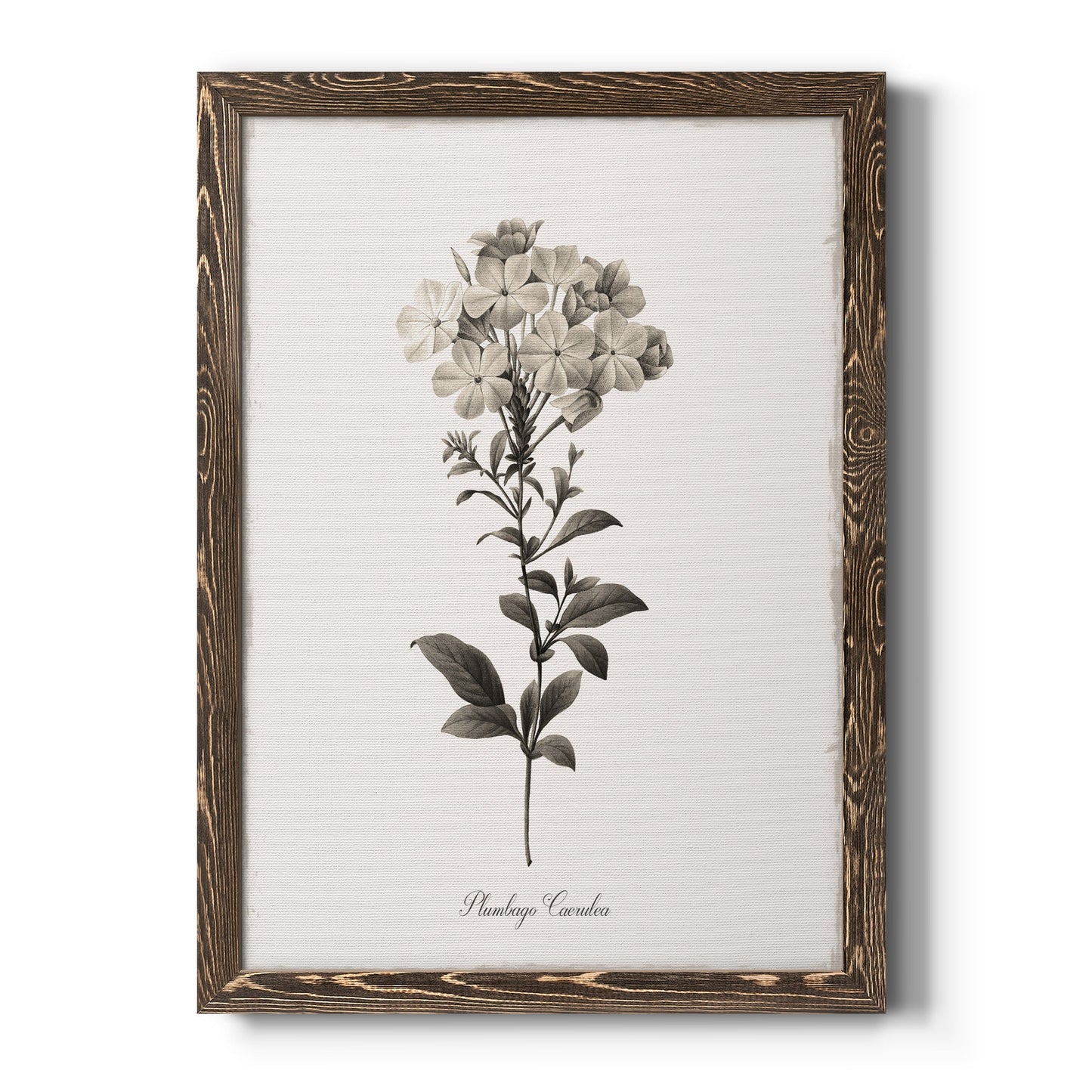 Sketchbook Leadwort - Barnwood Framed Canvas Print