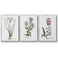 Rose Botanical I - Floater Framed Canvas Set