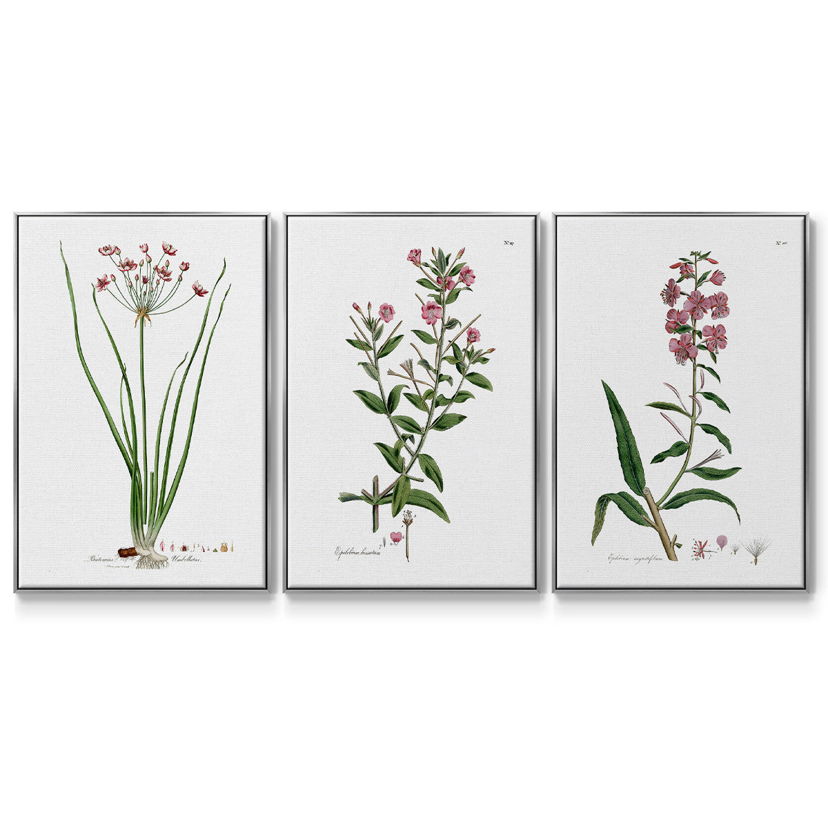 Rose Botanical I - Floater Framed Canvas Set