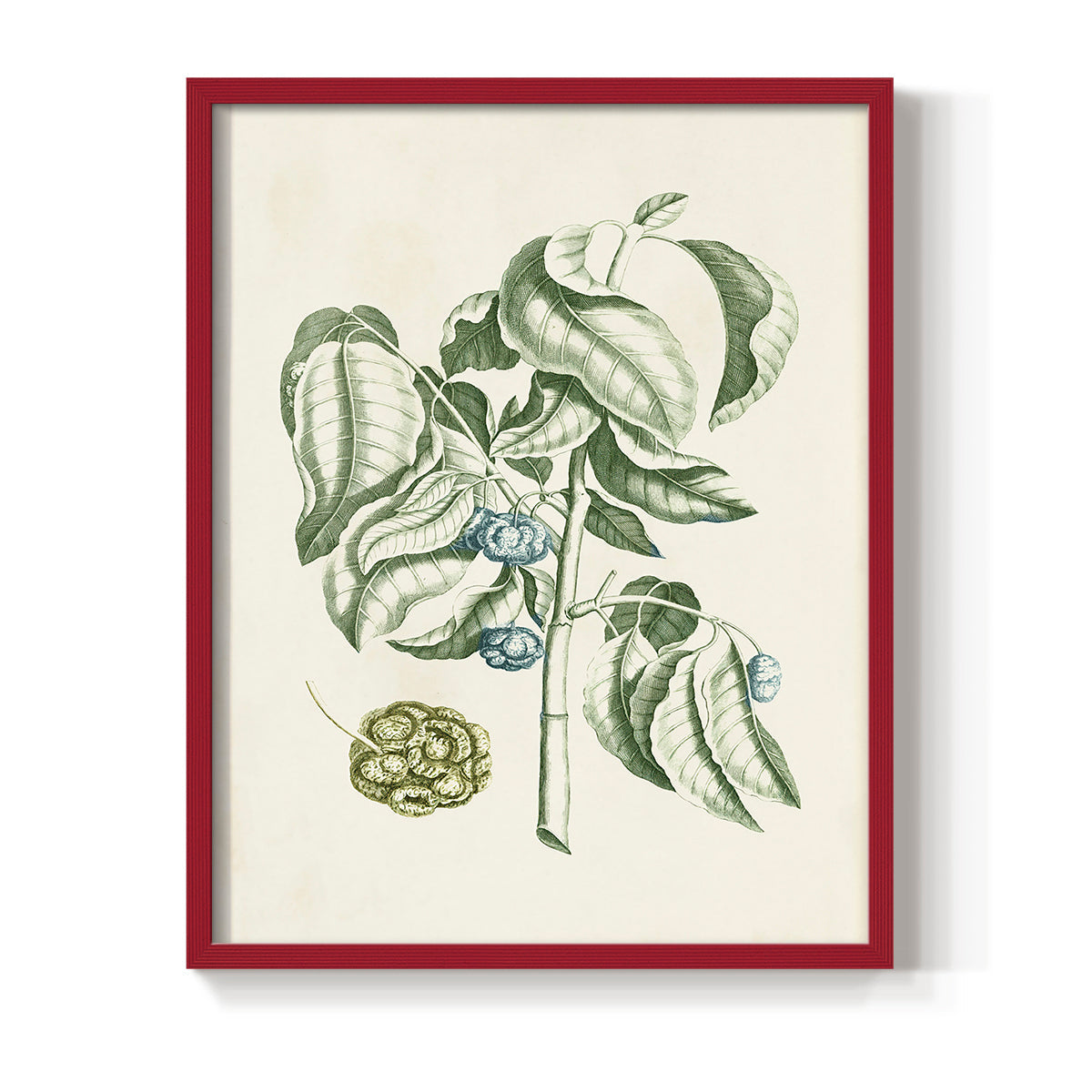 Buchoz Tropicals V - Restickable Framed Art Print