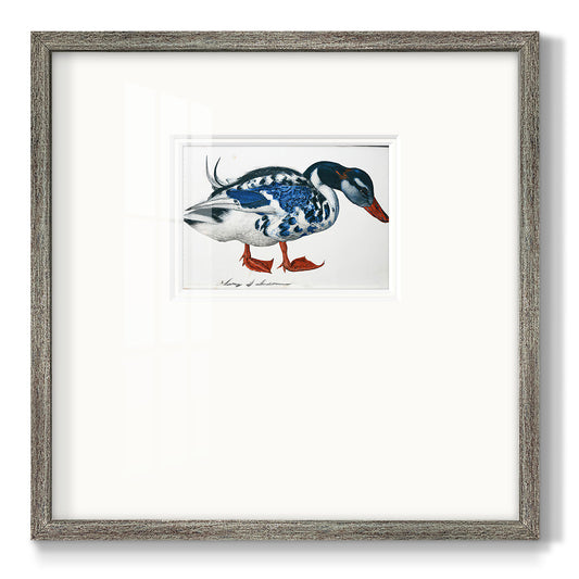 Blue Mallard Premium Framed Print Double Matboard