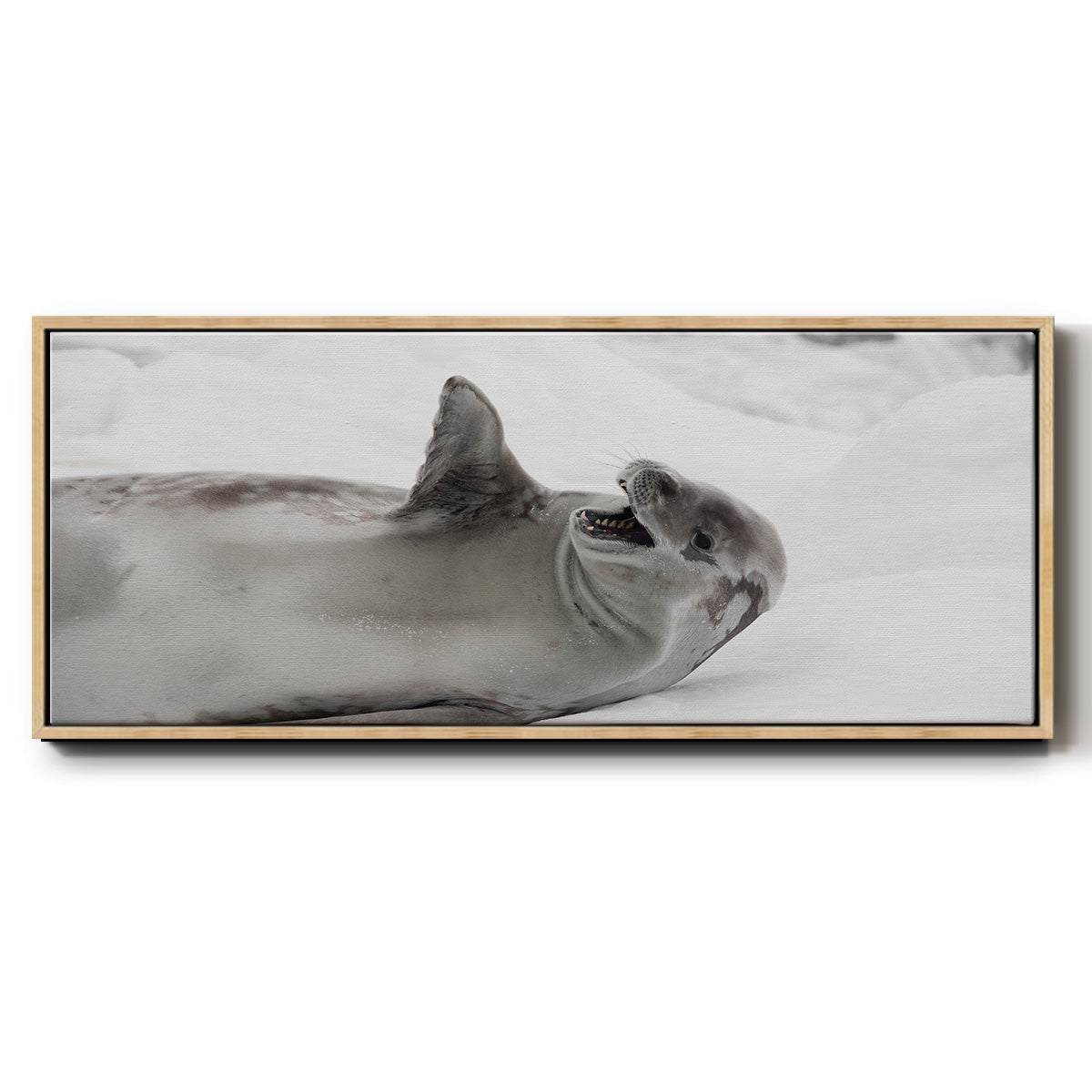 Laughing Seal - Floater Framed Canvas Print