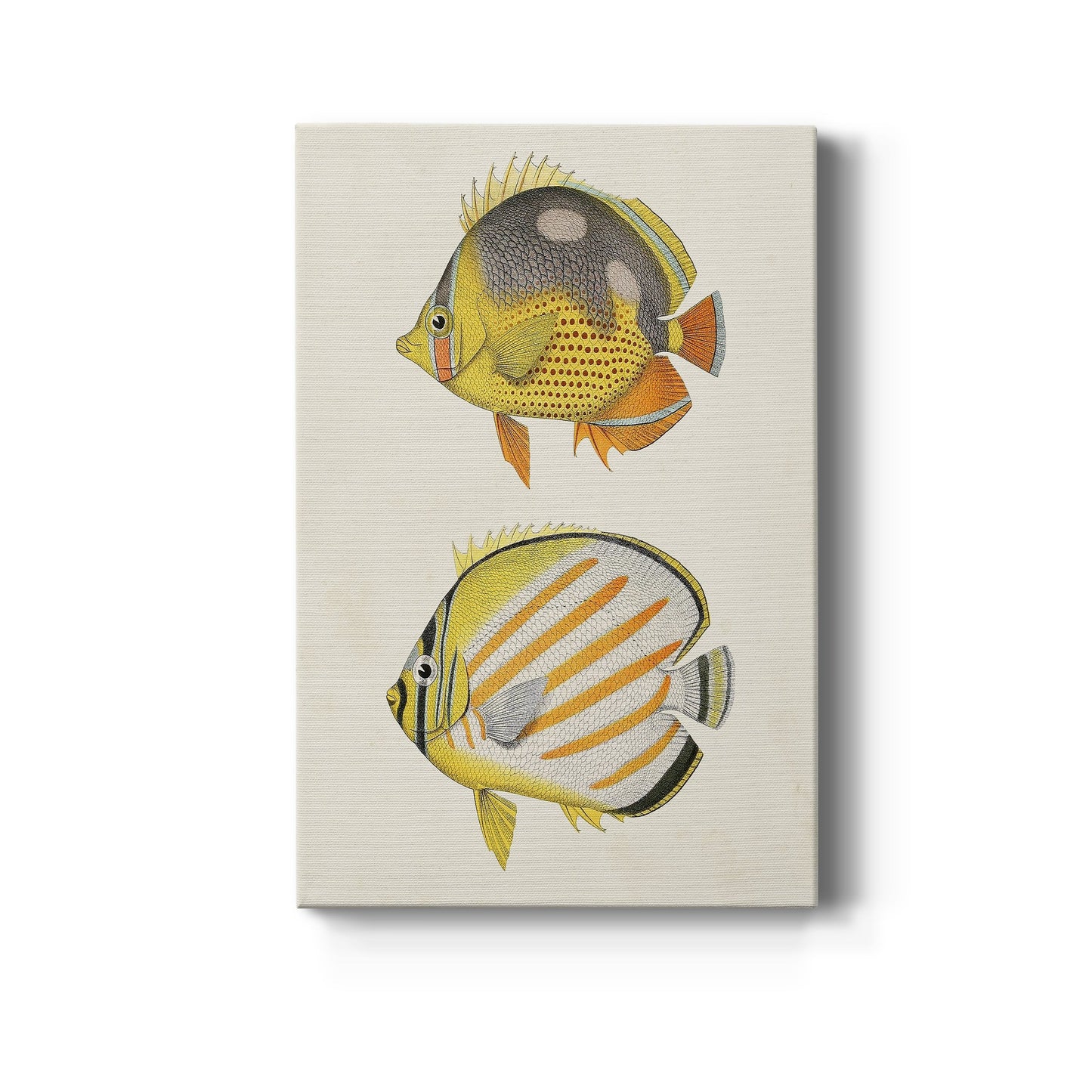 Yellow & Grey Fish IV Premium Gallery Wrapped Canvas - Ready to Hang