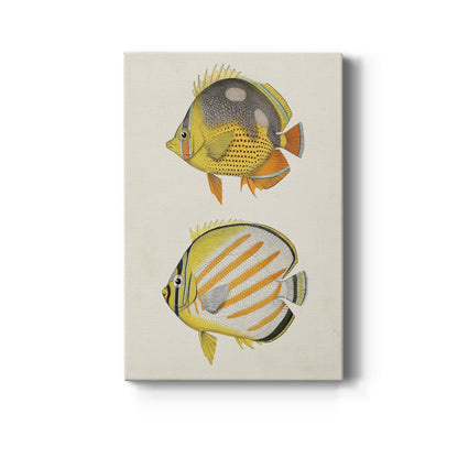 Yellow & Grey Fish IV - Canvas Art Print