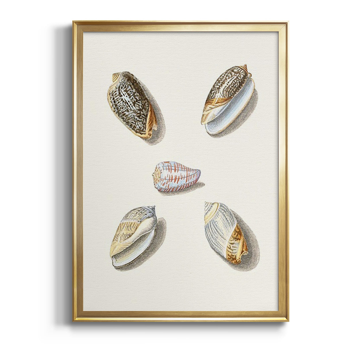 Pastel Knorr Shells III - Modern Framed Canvas Print