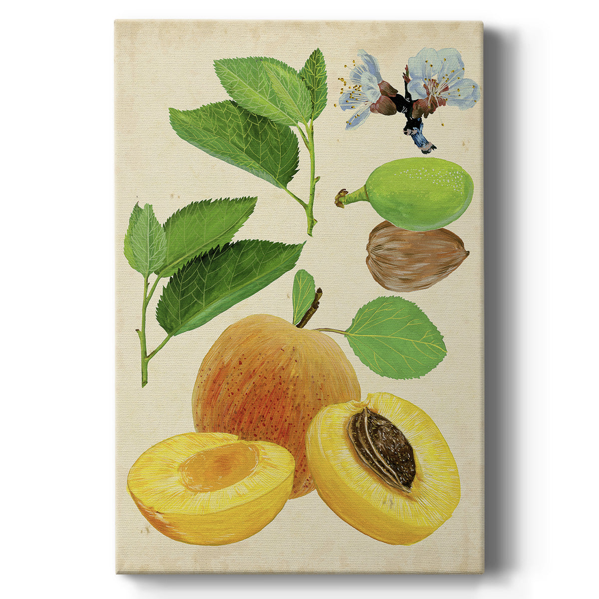 Apricot Study I Premium Gallery Wrapped Canvas - Ready to Hang