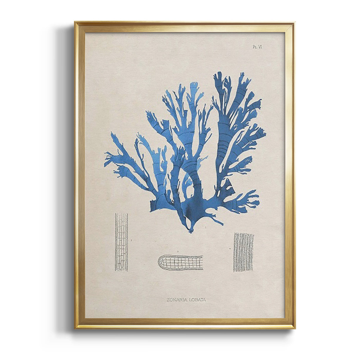 Blue Marine Algae IX -  Framed Canvas Print