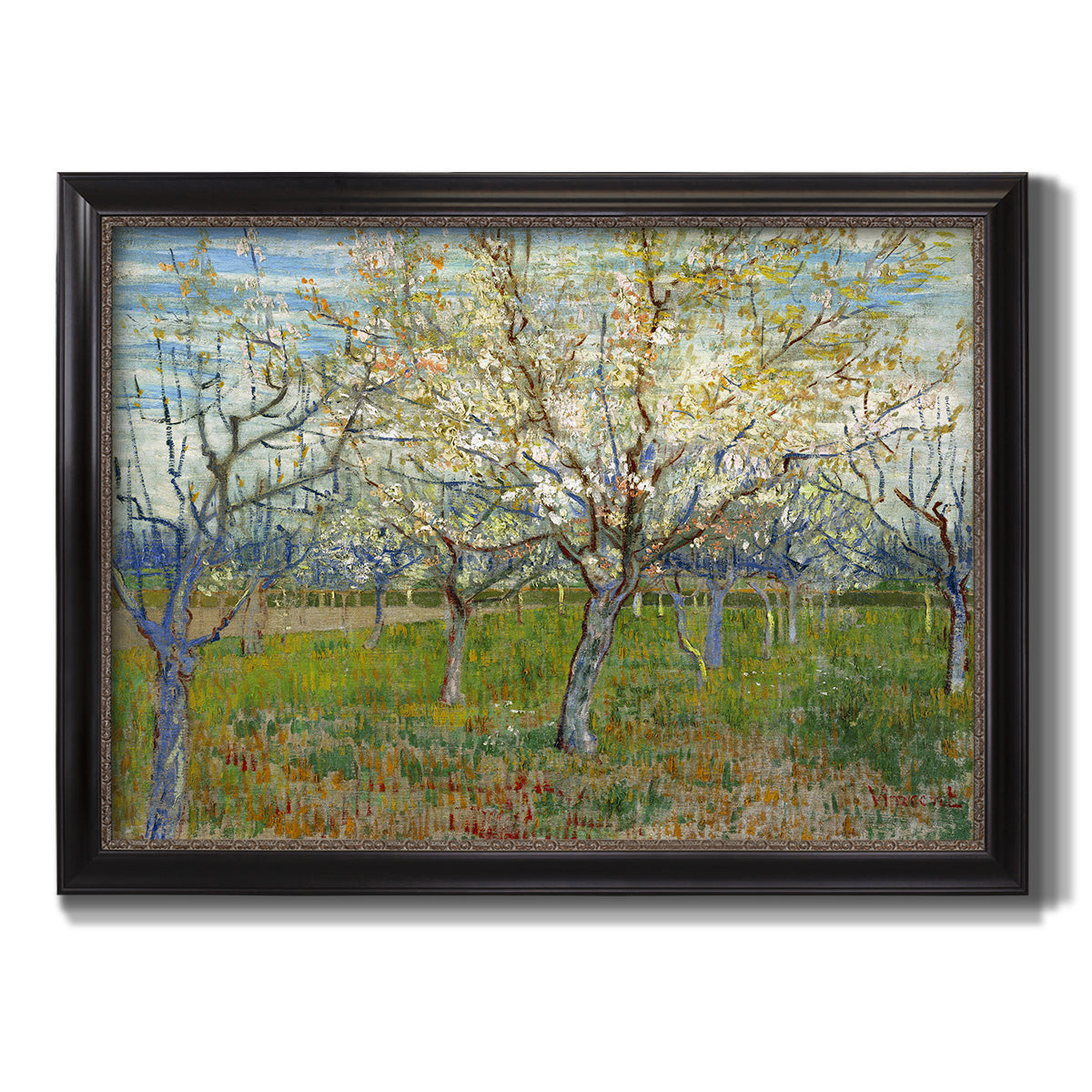 Orchard With Blossoming Apricot Trees - Ornate Framed Canvas Print