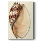 Splendid Shells II Premium Gallery Wrapped Canvas - Ready to Hang