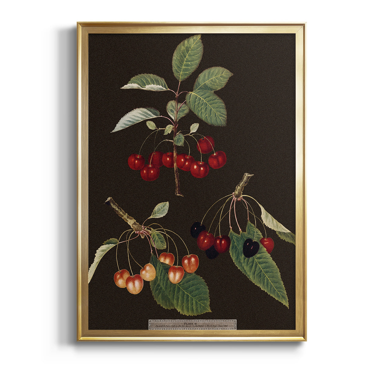 Brookshaw Cherries - Modern Framed Canvas Print