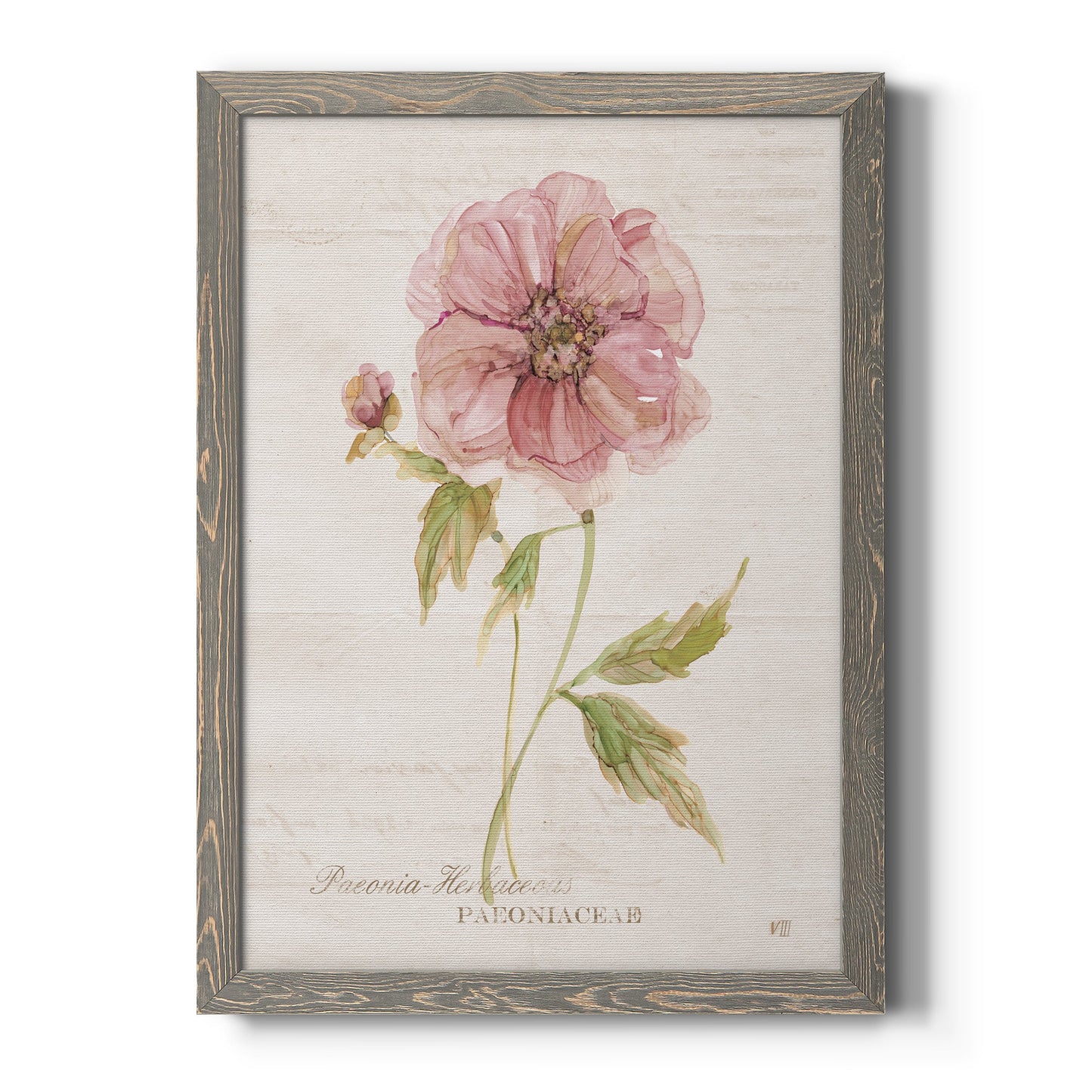 Soft Peony - Premium Canvas Framed in Barnwood - Ready to Hang