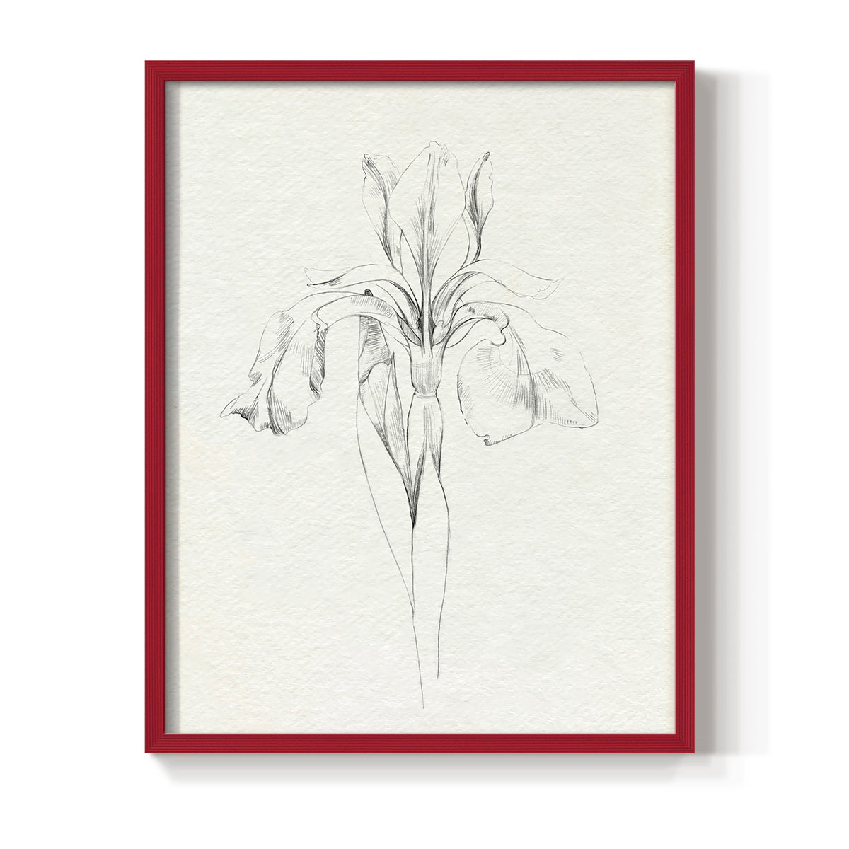 Neutral Iris Sketch I - Restickable Framed Art Print