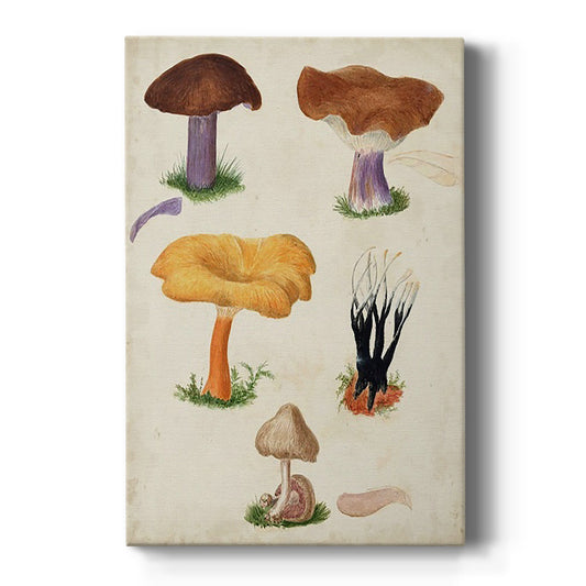 Mushroom Species VII - Canvas Art Print