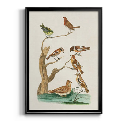 Antique Birds in Nature III - Modern Framed Canvas Print