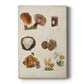 Mushroom Species I Premium Gallery Wrapped Canvas - Ready to Hang