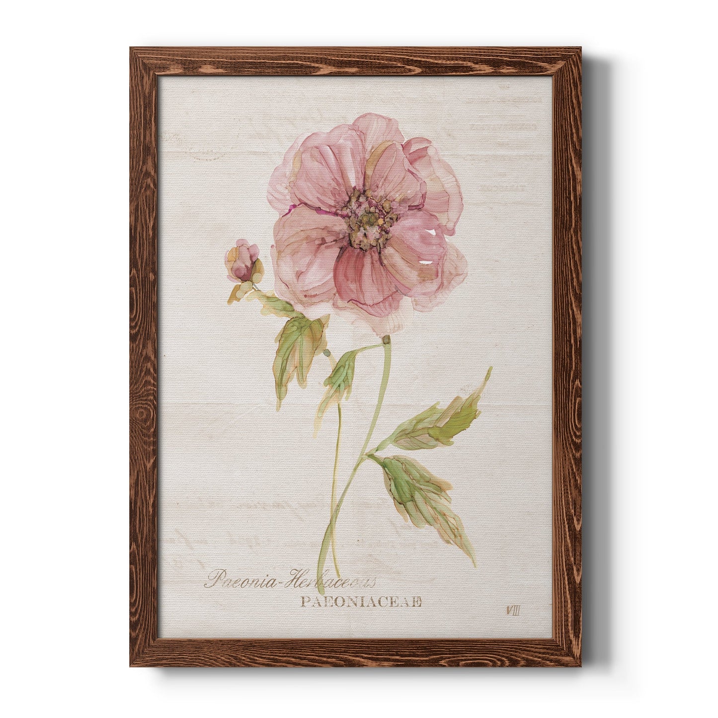 Soft Peony - Barnwood Framed Canvas Print
