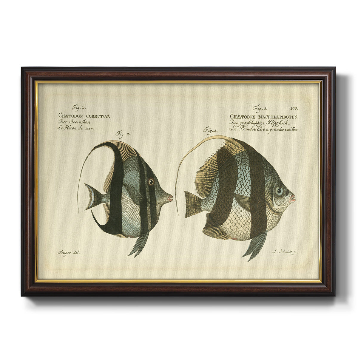 Bloch Antique Fish I Premium Framed Canvas- Ready to Hang