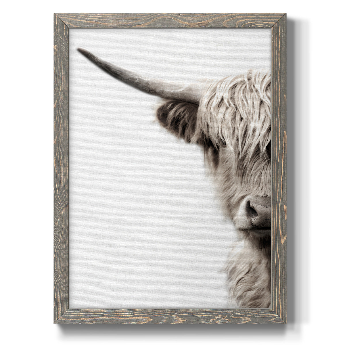 Highland Cattle - Barnwood Framed Canvas Print