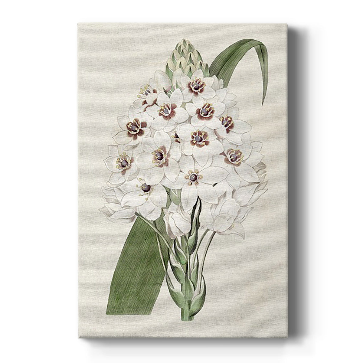 Flore Albo II Premium Gallery Wrapped Canvas - Ready to Hang