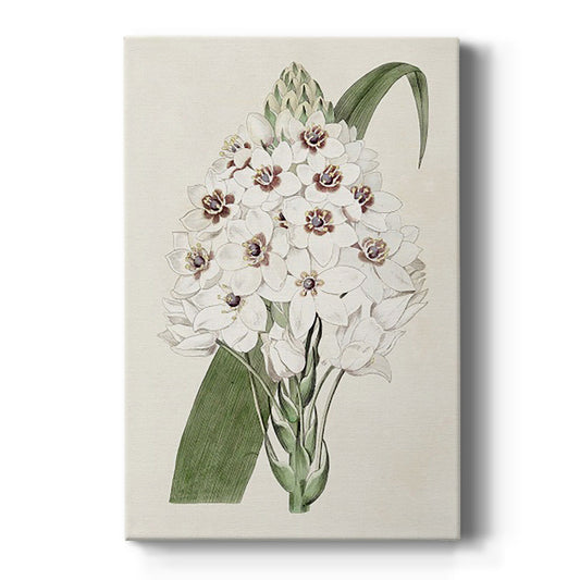 Flore Albo II Premium Gallery Wrapped Canvas - Ready to Hang