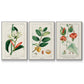 Turpin Tropical Botanicals IV - Floater Framed Canvas Set