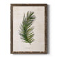 Palm Botanical II - Barnwood Framed Canvas Print