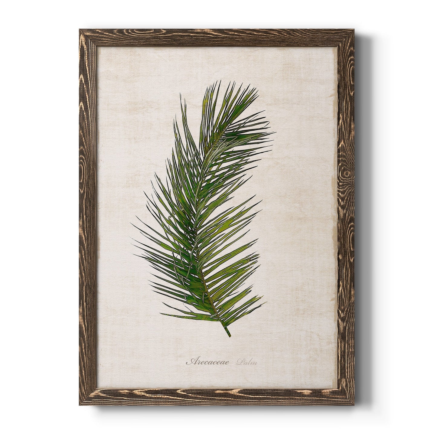 Palm Botanical II - Barnwood Framed Canvas Print