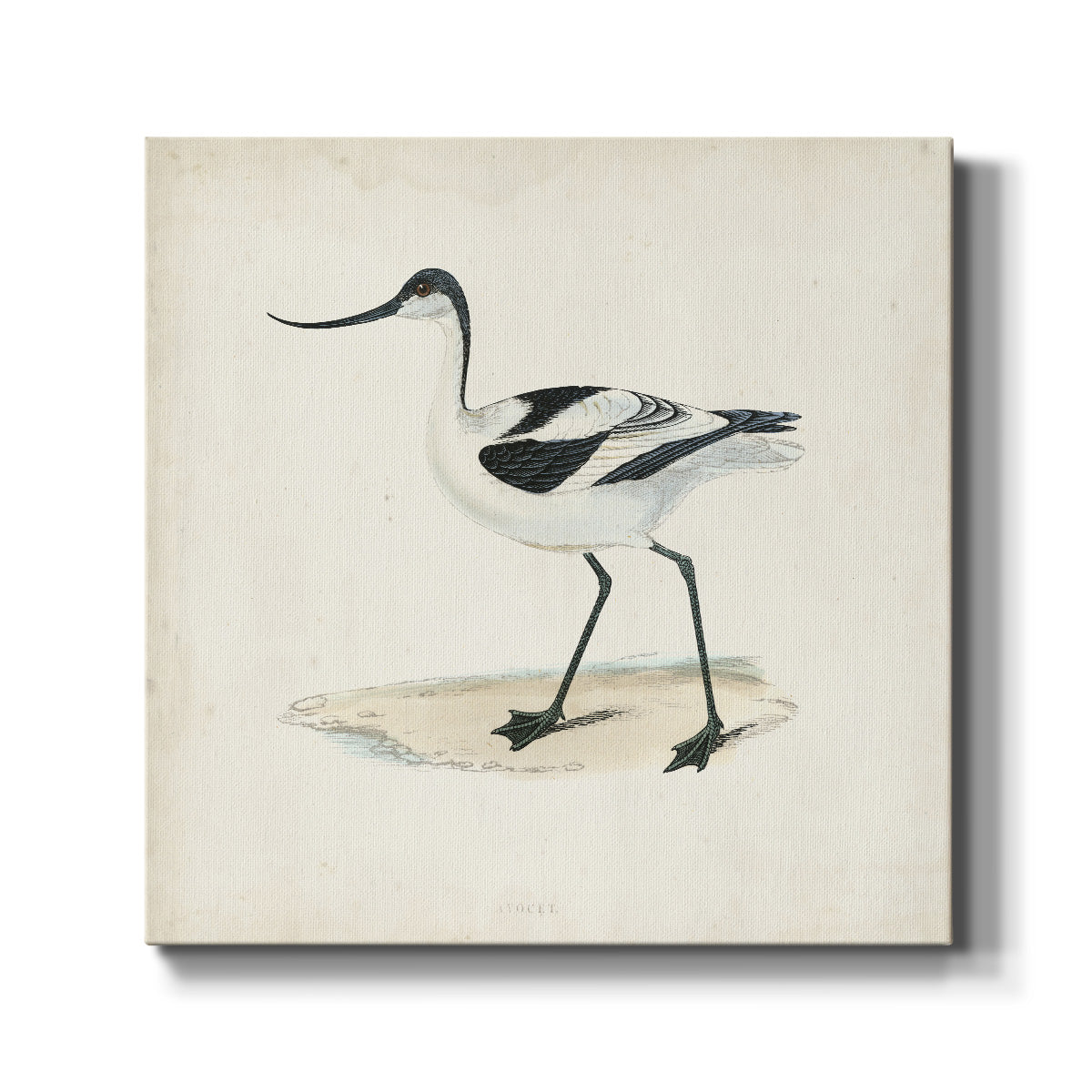 Morris Sandpipers IV - Canvas Art Print