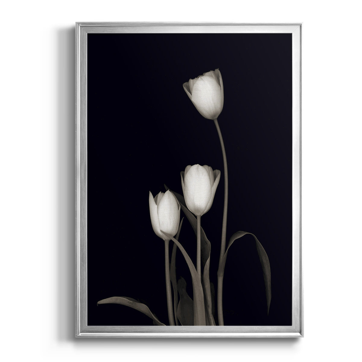 Tulip Pose III - Modern Framed Canvas Print