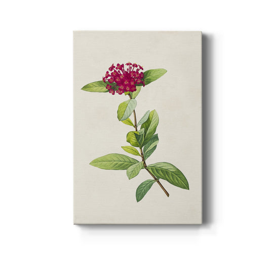 Pretty Pink Botanicals II Premium Gallery Wrapped Canvas - Ready to Hang