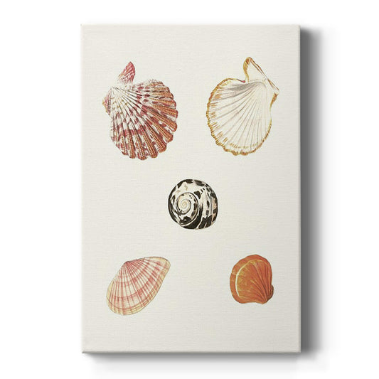 Pastel Knorr Shells VIII - Canvas Art Print