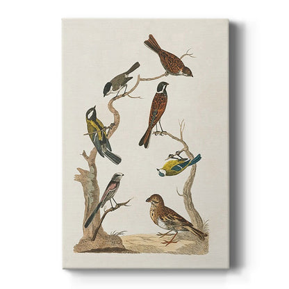 Antique Birds in Nature II - Canvas Art Print