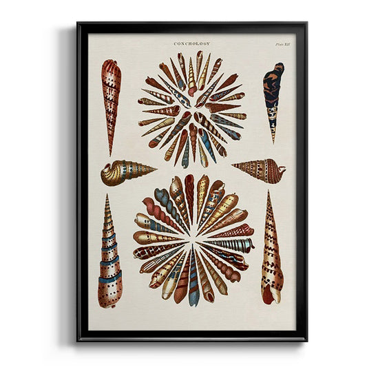 Spiral Shell Formation III - Modern Framed Canvas Print