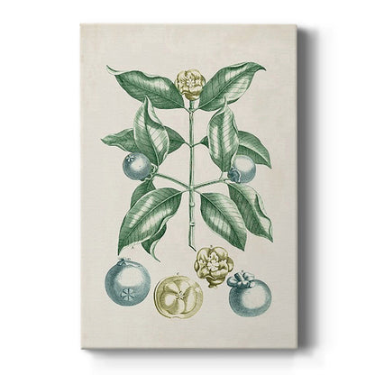 Buchoz Tropicals VII - Canvas Art Print