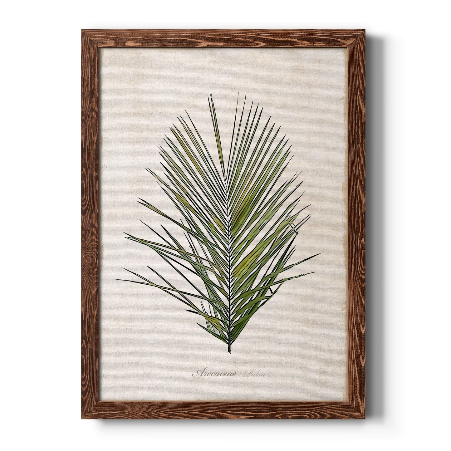 Palm Botanical I - Barnwood Framed Canvas Print