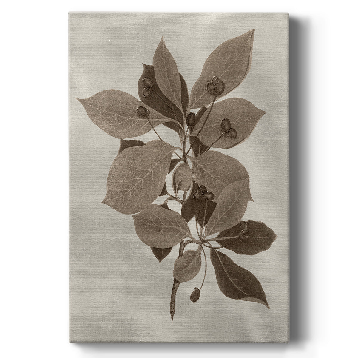 Arbor Specimen I Premium Gallery Wrapped Canvas - Ready to Hang