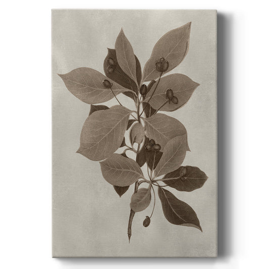 Arbor Specimen I Premium Gallery Wrapped Canvas - Ready to Hang