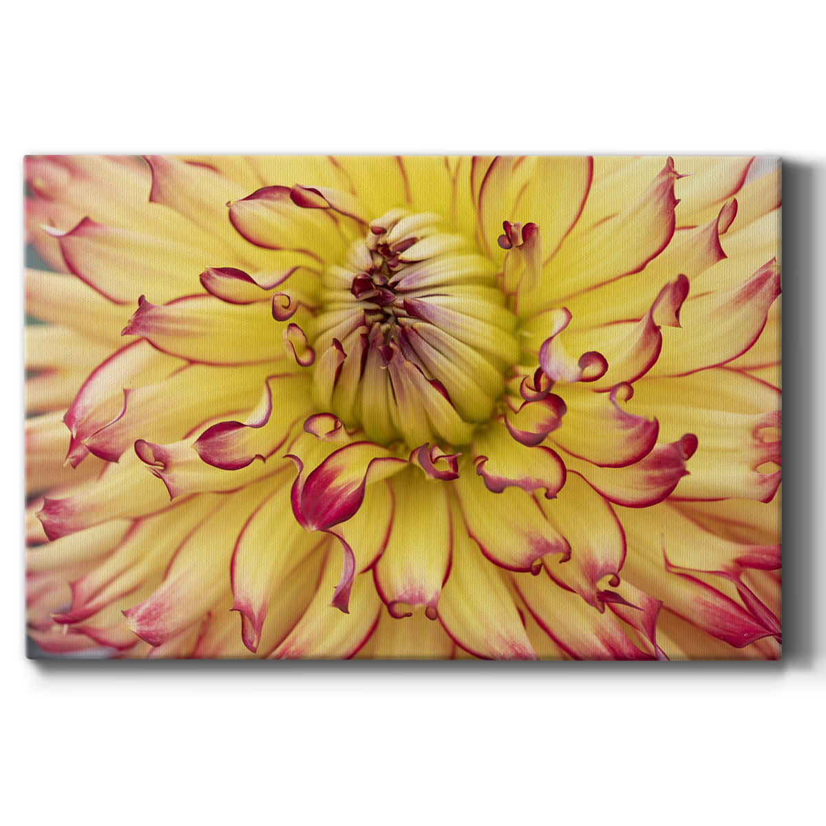 Blooms II Premium Gallery Wrapped Canvas - Ready to Hang