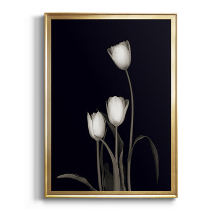 Tulip Pose III - Modern Framed Canvas Print