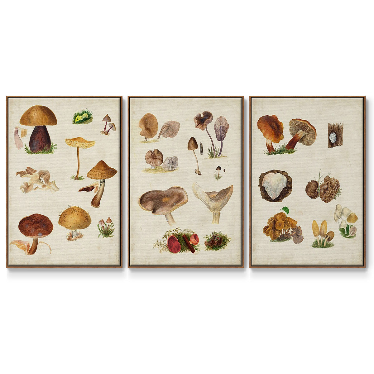 Mushroom Species I - Framed Premium Gallery Wrapped Canvas L Frame 3 Piece Set - Ready to Hang