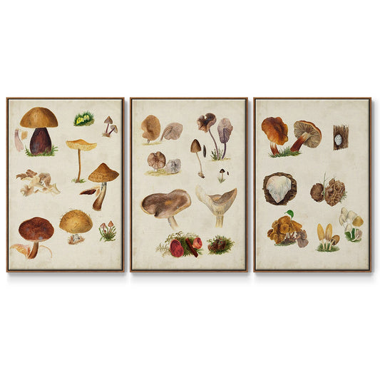 Mushroom Species I - Floater Framed Canvas Set